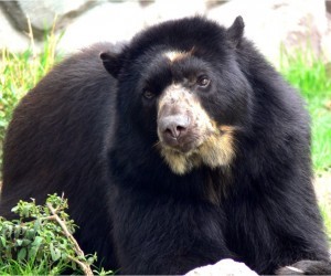 Spectacled Bear Source  flickr com1